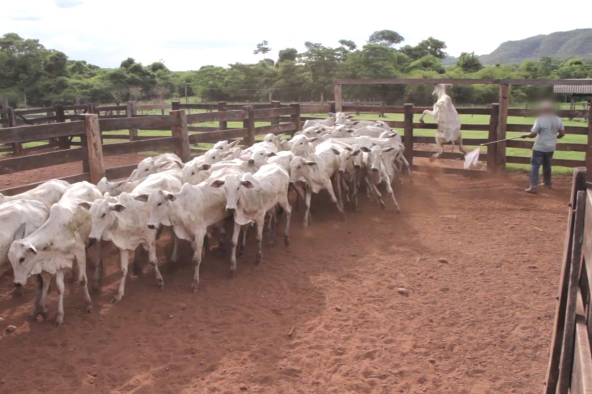 Eine Herde Rinder wird angetrieben. Im Hintergrund versucht ein Rind ueber einen Zaun zu fliehen.