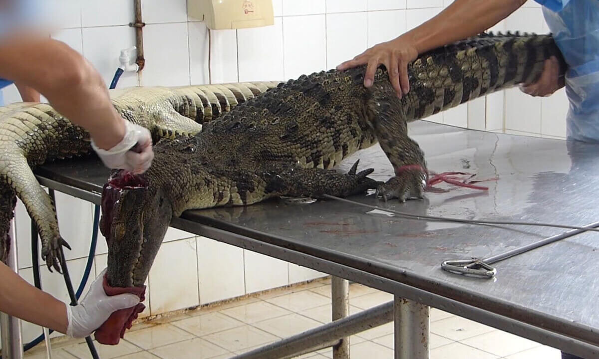 Krokodil wird im Nacken aufgeschnitten