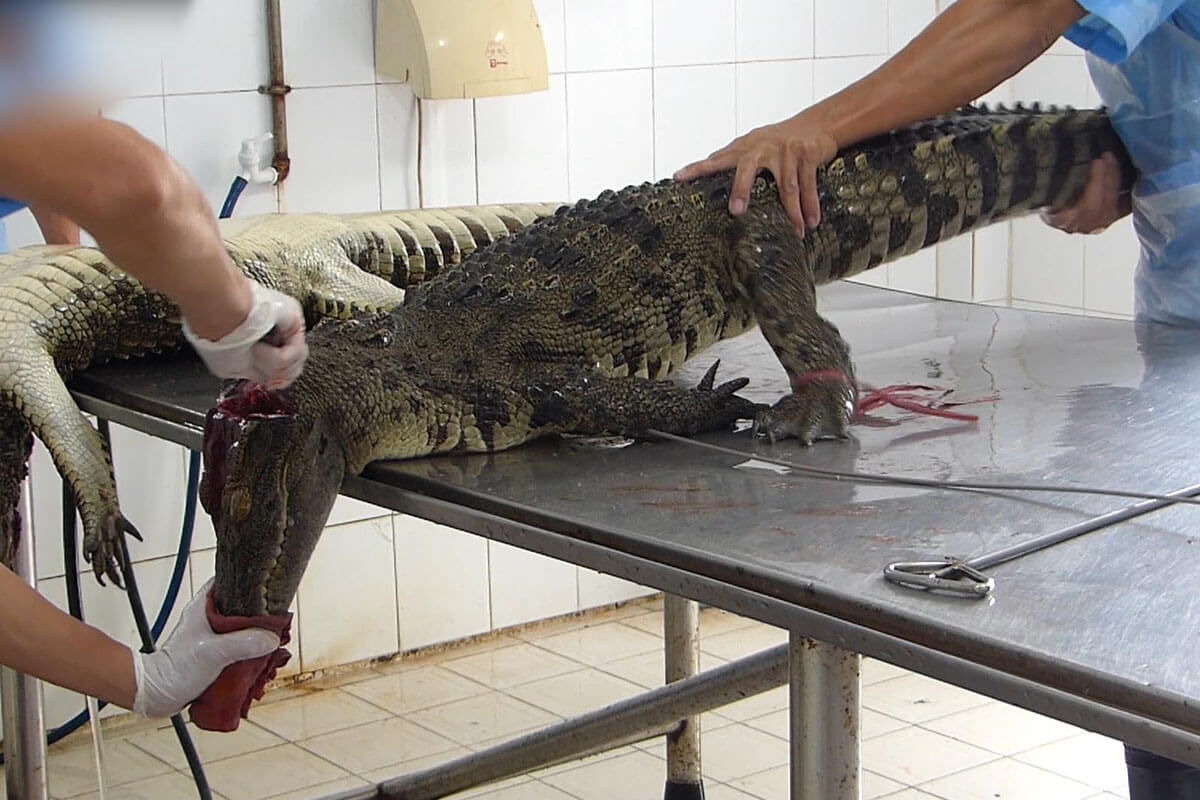 Krokodil wird im Nacken aufgeschnitten