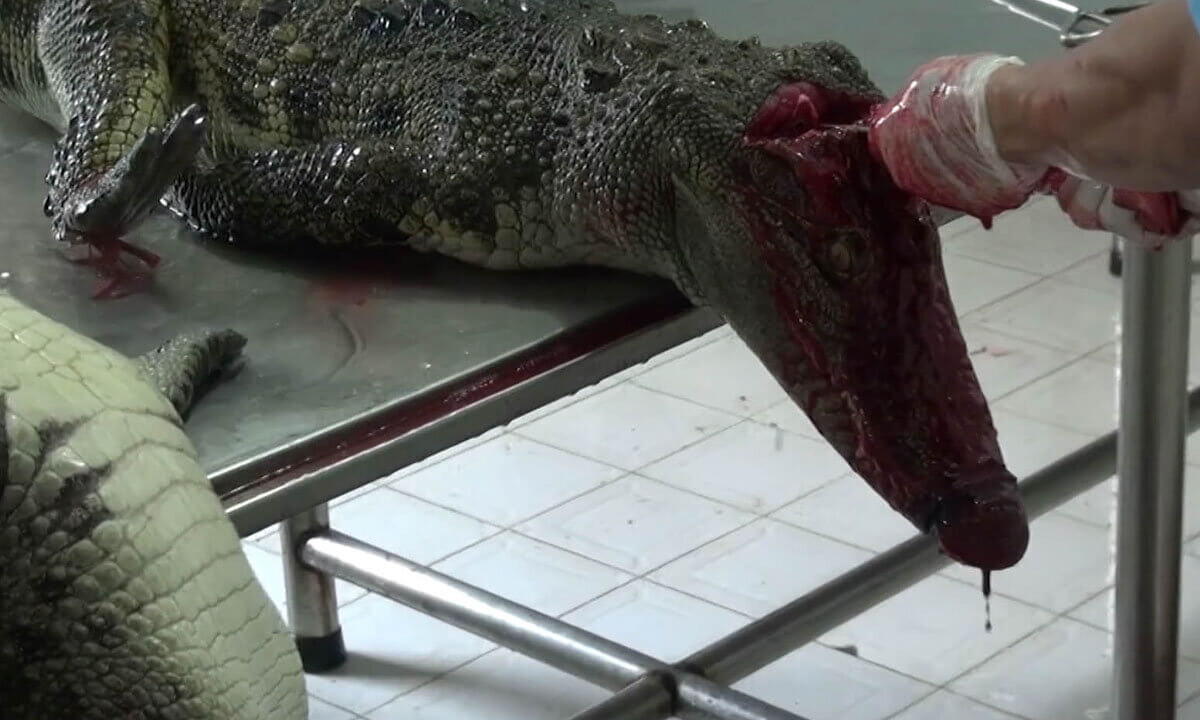 Krokodil wird getoetet