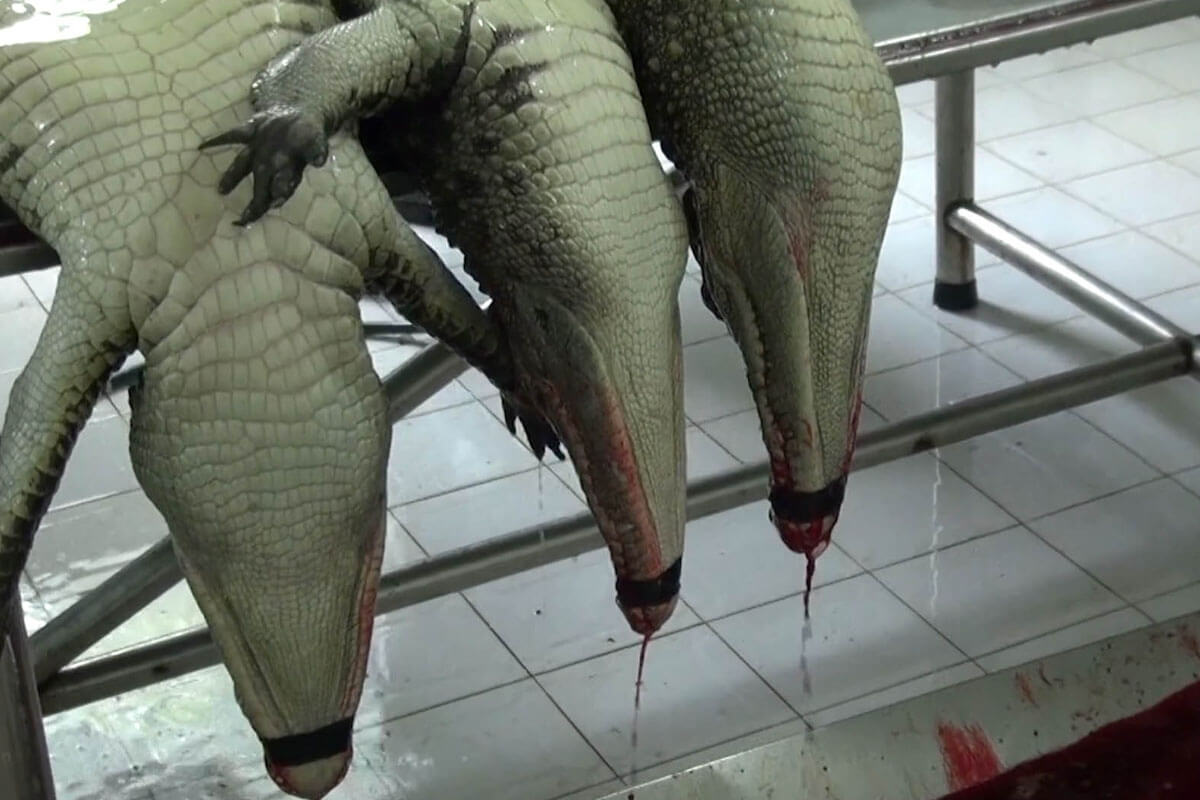 Krokodile bluten aus