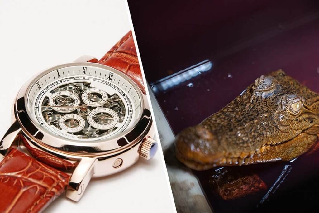 Collage. Armbanduhr mit Krokodilleder und Krokodil im Wasser