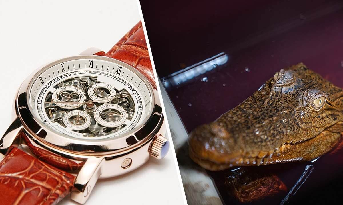Collage. Armbanduhr mit Krokodilleder und Krokodil im Wasser