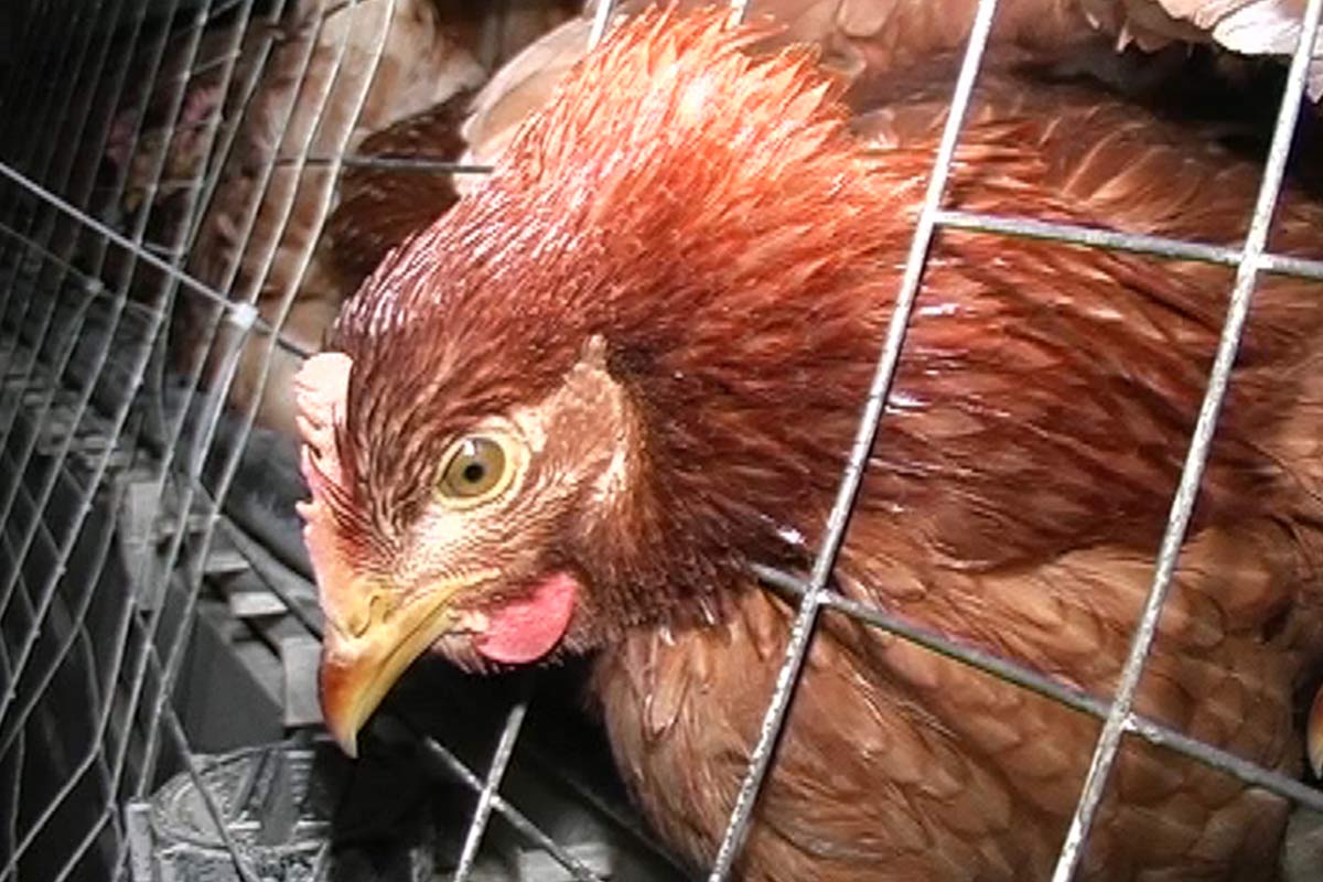 Huhn schaut aus einem Gitter