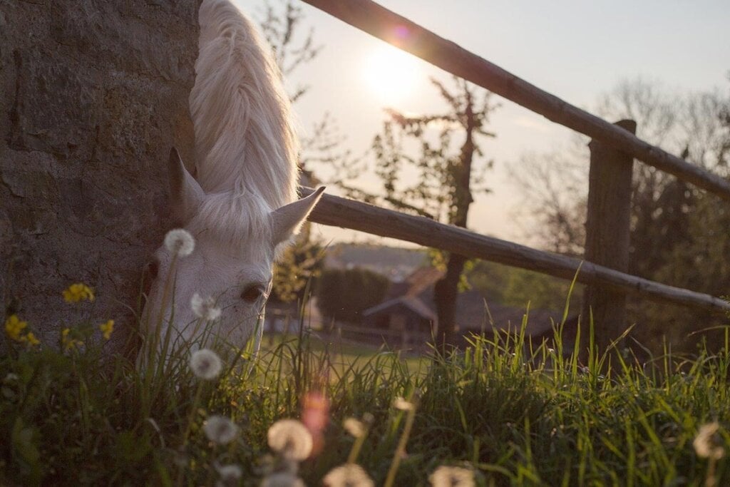 pferd im sonnenuntergang am weiden