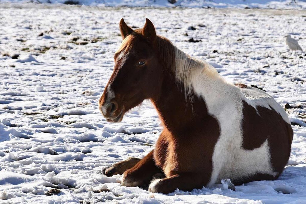 pferd liegt im schnee