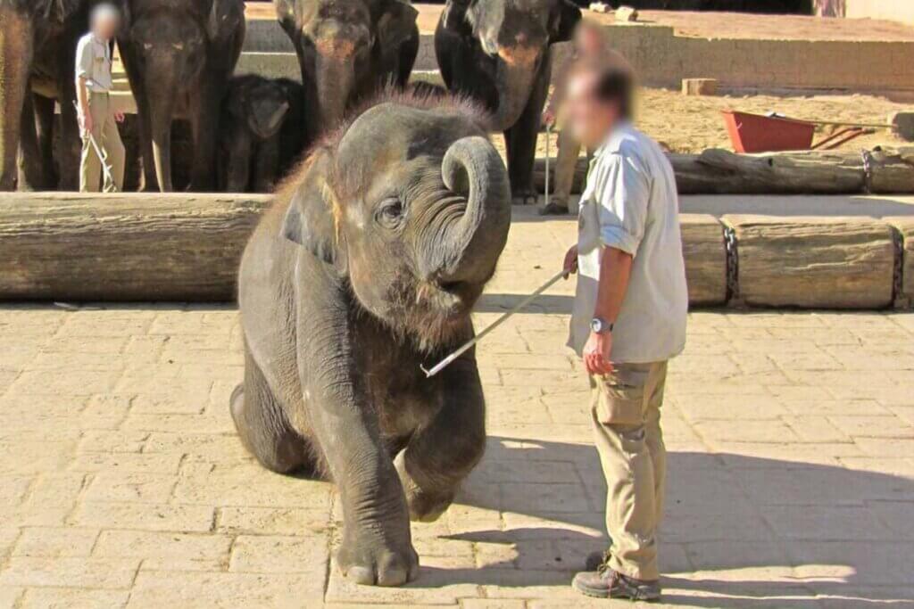 man quaelt elefant mit elefantenhaken