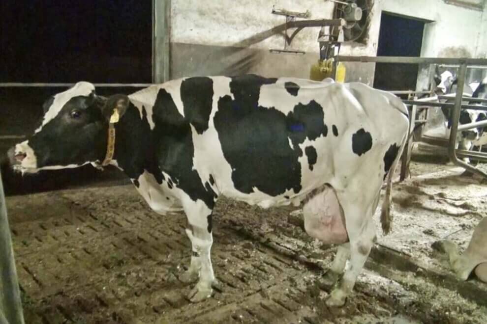 Rinderhaltung: Wie werden Rinder für Fleisch & Milch gehalten?