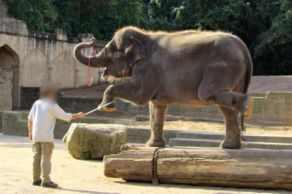 mann quaelt elefant mit kunststuecken