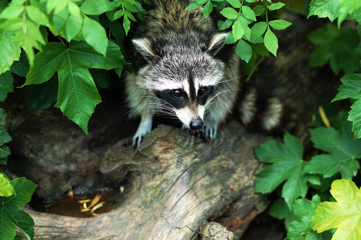 5 Fakten, die gegen die Jagd auf Waschbären sprechen