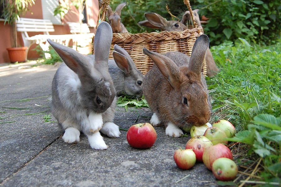 Kaninchen essen