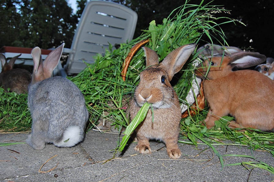 Kaninchen essen