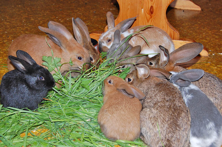 Die richtige Ernährung von Kaninchen Alle Infos und Tipps
