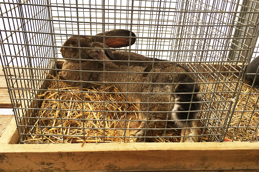 Kaninchen auf der Vogelbörse Salzdahlum