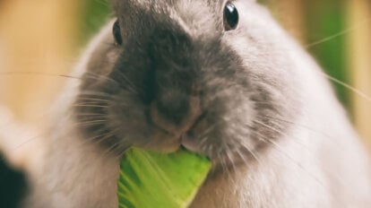 Ein graues Kaninchen isst ein Salatblatt.