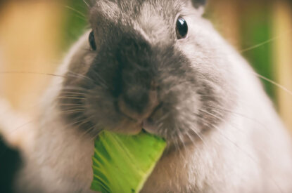 Ein graues Kaninchen isst ein Salatblatt.
