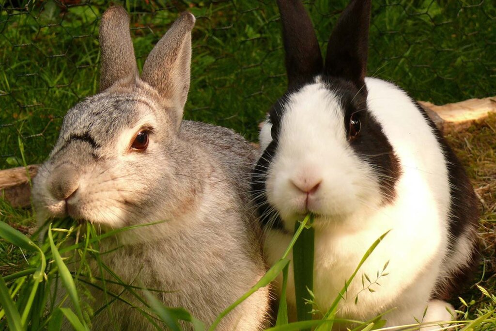 Zwei Kaninchen essen gruene Graeser.