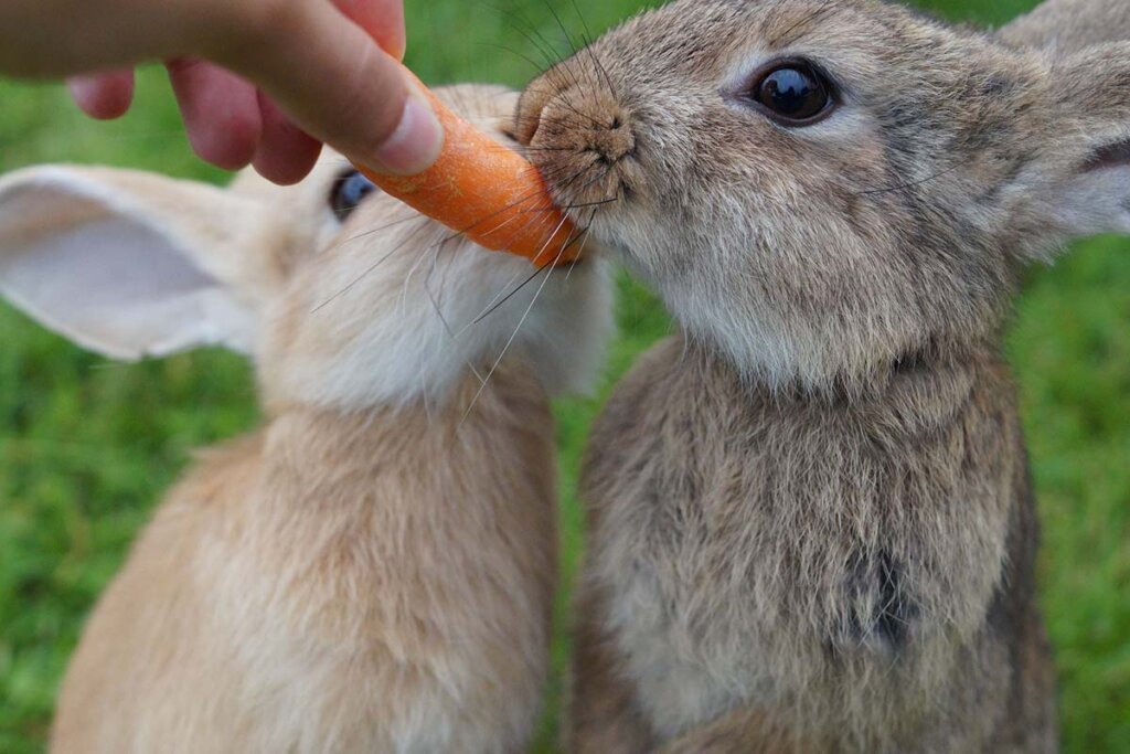 Zwei Kaninchen werden mit einer Karotte gefuettert.
