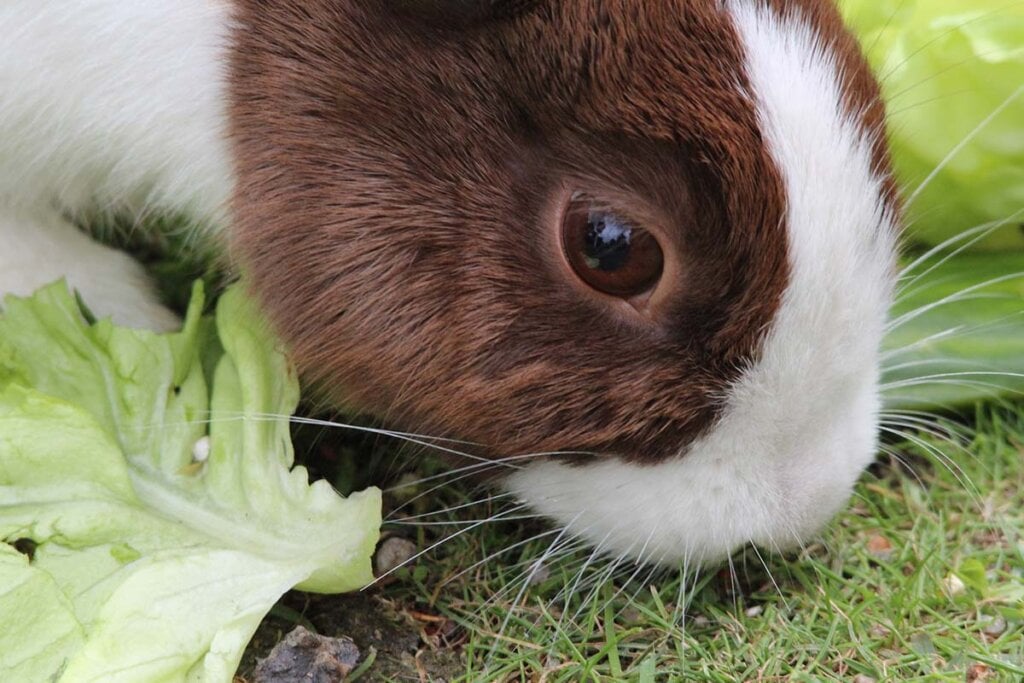 Ein Kaninchen isst ein Salatblatt.