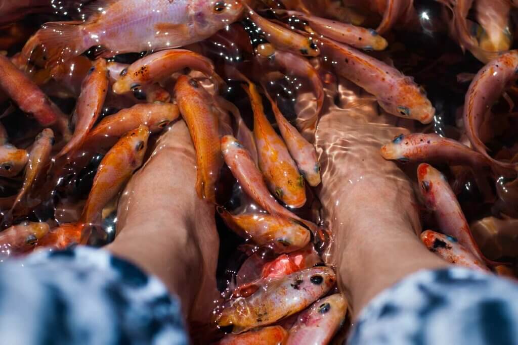 Fische schwimmen um Fuesse umher