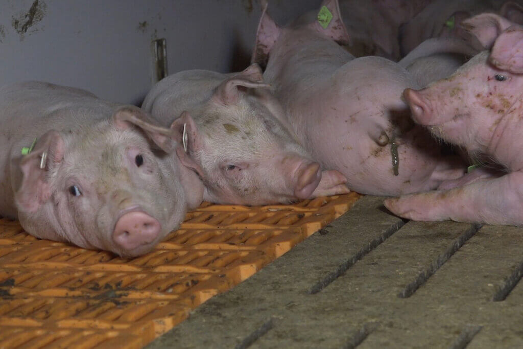 Verdreckte und verletzte Ferkel in kleinen Buchten