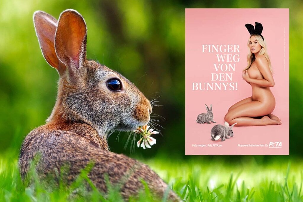 Collage Hase und PETA Motiv Katharina Kern