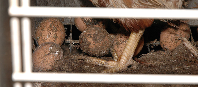 PETA veröffentlicht Umfrage zu verarbeiteten Eiern in Lebensmitteln