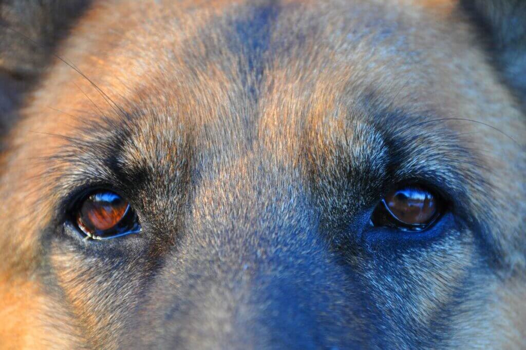 Hundeaugen