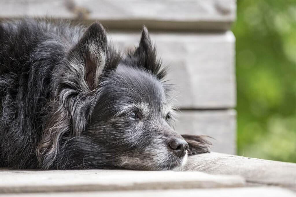 Alter Hund liegt auf einer Bank