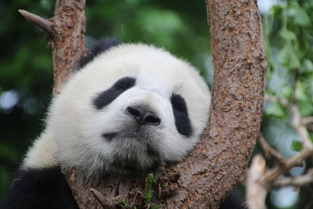 Panda liegt im Baum