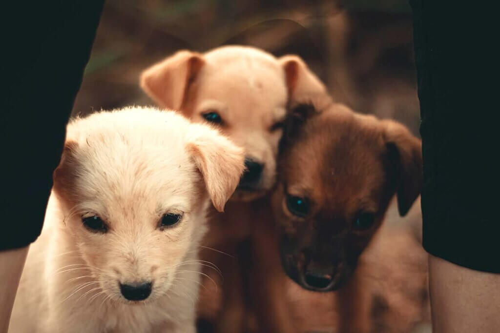 Person steht vor Hundewelpen