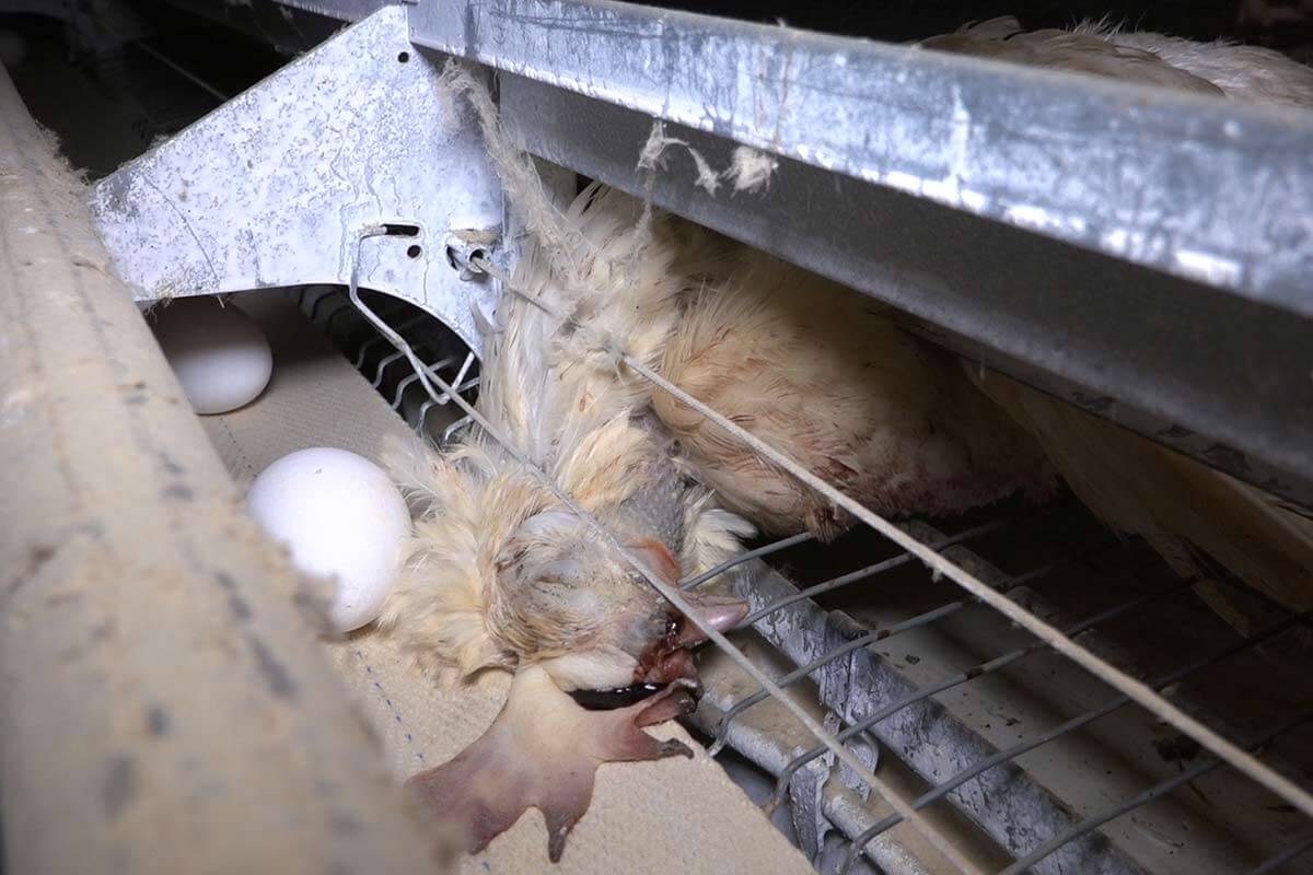 Tote Henne liegt eingeklemmt auf dem Foerderband fuer Eier
