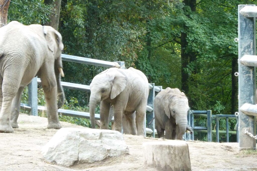 Drei Elefanten laufen in einem Zoogehege im Auseenbereich umher.