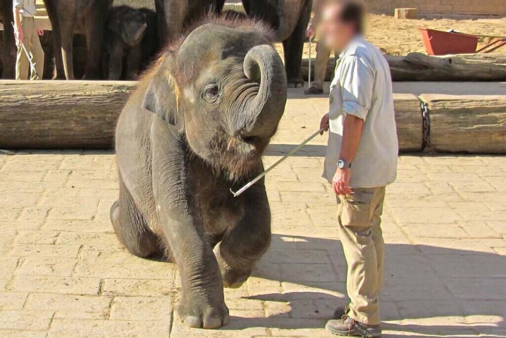 Elefant wird mit Elefantenhaken zurechtgewiesen
