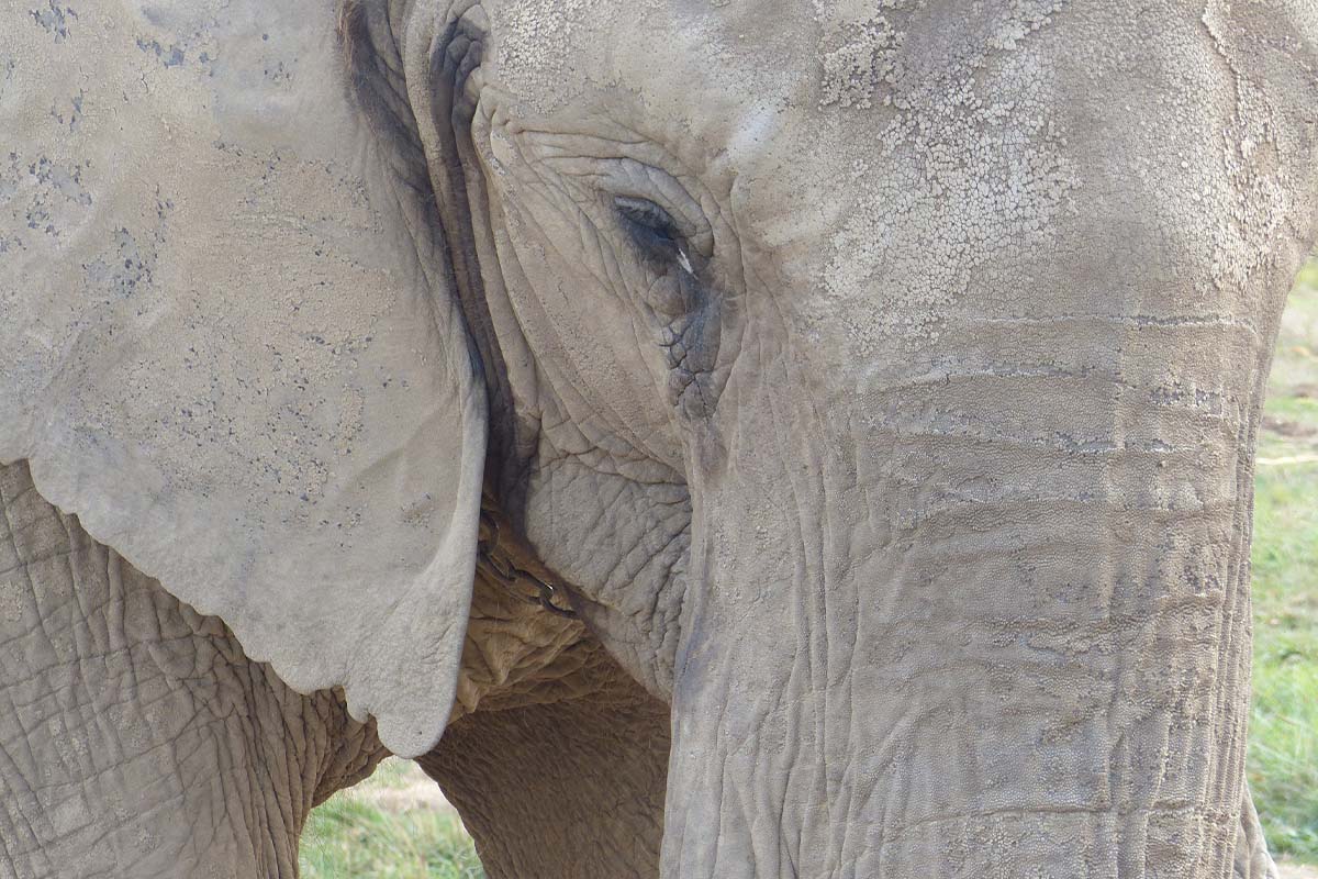 Zoo mit Elefanten: 6 Gründe, warum Elefanten in Zoos leiden