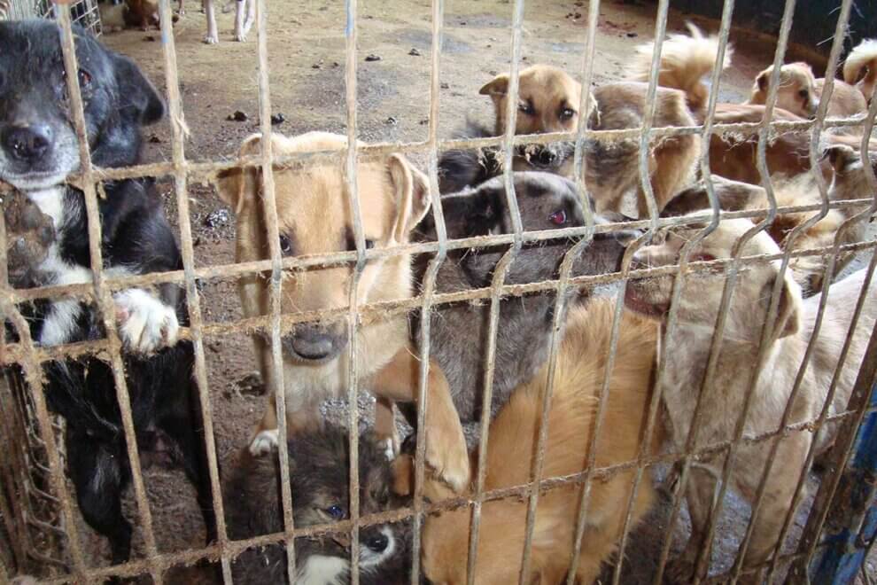 Hunde in Rumänien Alles über die Not der Straßenhunde