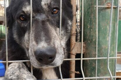 Hund streckt Pfote und Nase aus dem Zwinger