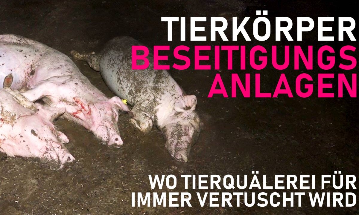 Tote Schweine im Mist in Tierkoerperbeseitigungsanlage