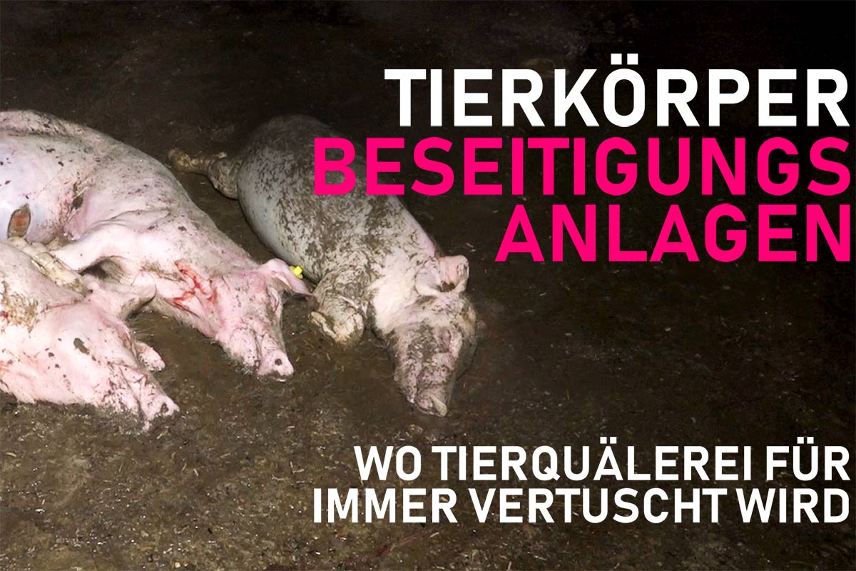 Tote Schweine im Mist in Tierkoerperbeseitigungsanlage