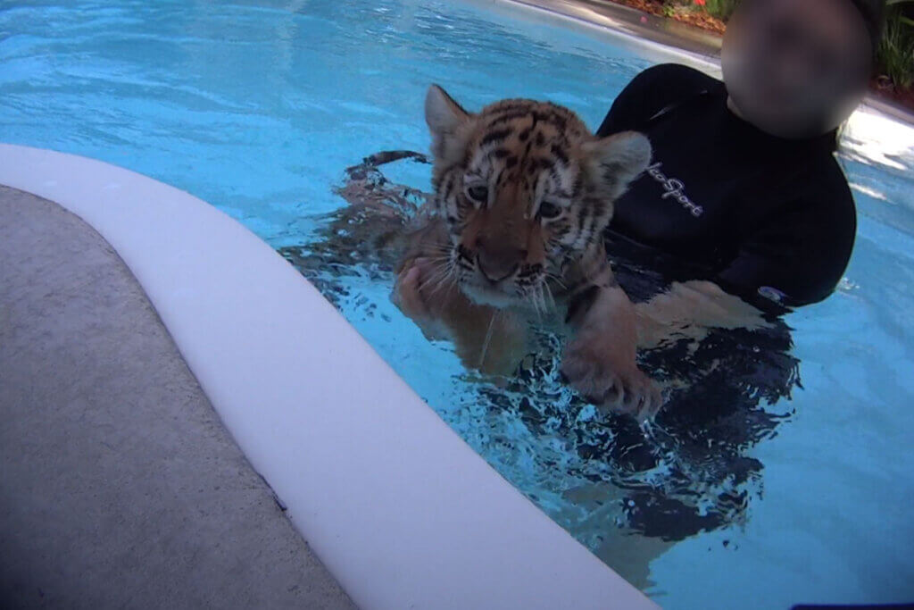 Person schwimmt mit Tigerbaby im Pool