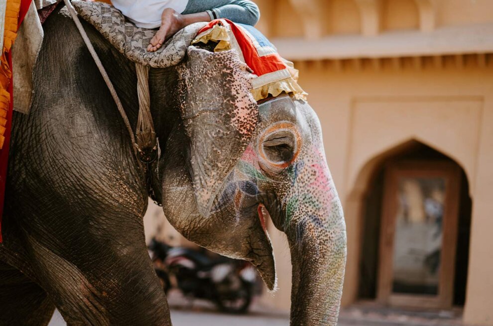 Mann sitzt auf dem Kopf eines geschminkten Elefanten