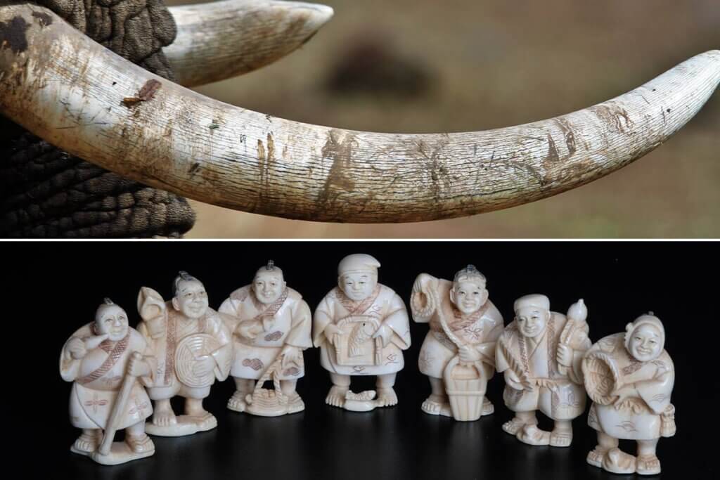 Collage Stosszahn vom Elefant und Souvenir aus Elfenbein