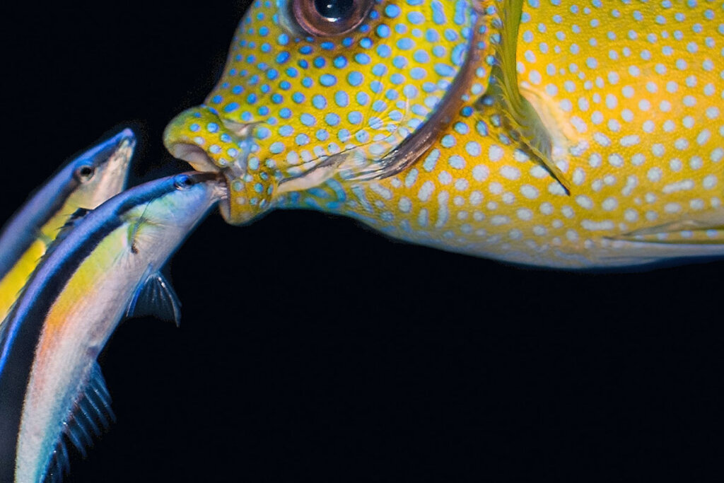 Ein blau schimmernder Putzerfisch steckt seinen Mund in den Mund eines gelben, blau-gepunkteten Fisches.