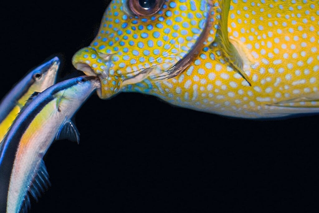 Ein blau schimmernder Putzerfisch steckt seinen Mund in den Mund eines gelben, blau-gepunkteten Fisches.