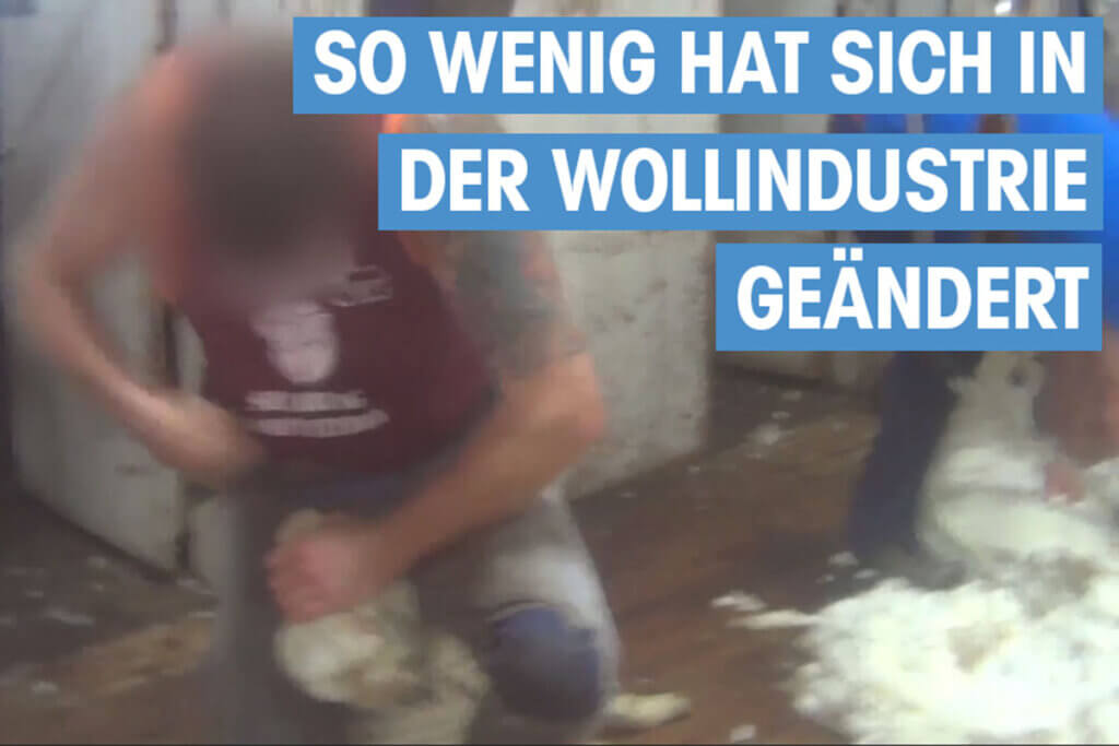 thumbnail schafschur