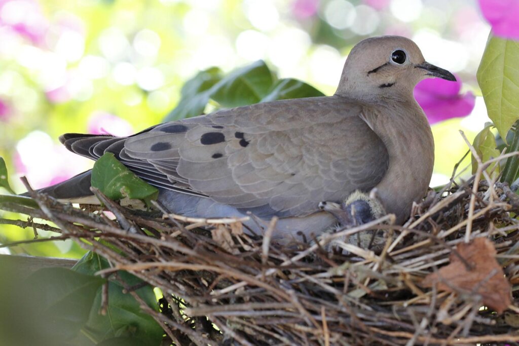 Taube mit Küken im Nest