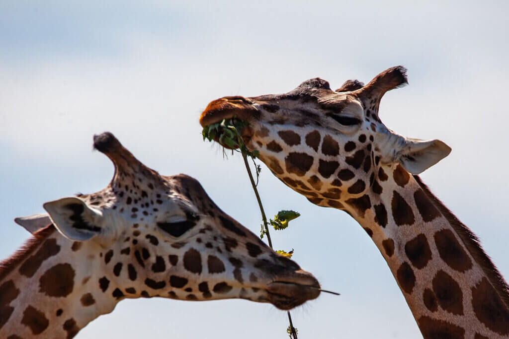 Zwei Giraffen essen an einem Zweig.