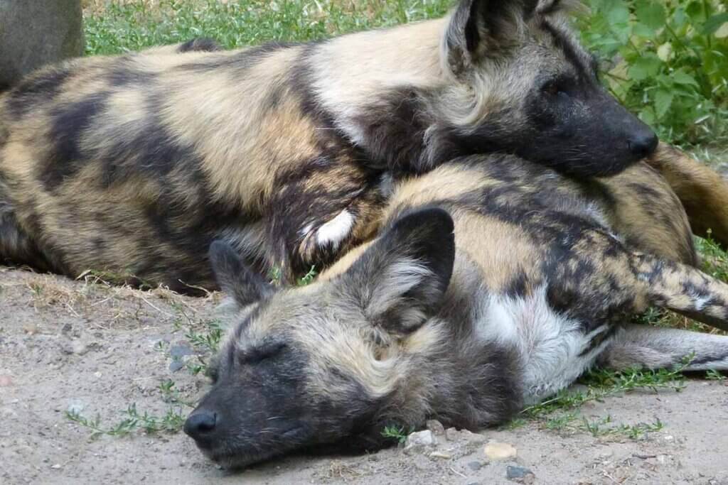 Zwei Hyaenen liegen eng umschlungen auf dem Boden.
