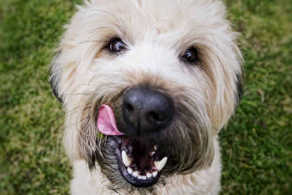 Nahaufnahme eines weissen Hundes, der sich über die Schnauze leckt.