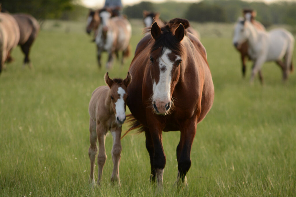 Pferd mit Fohlen auf der Weide
